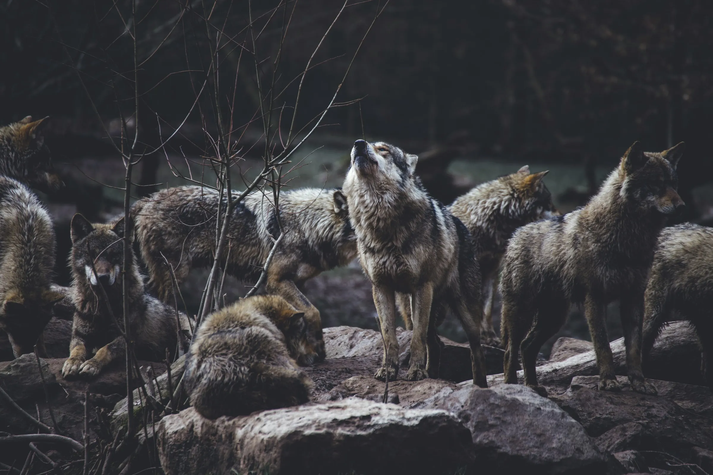 Wolves pack