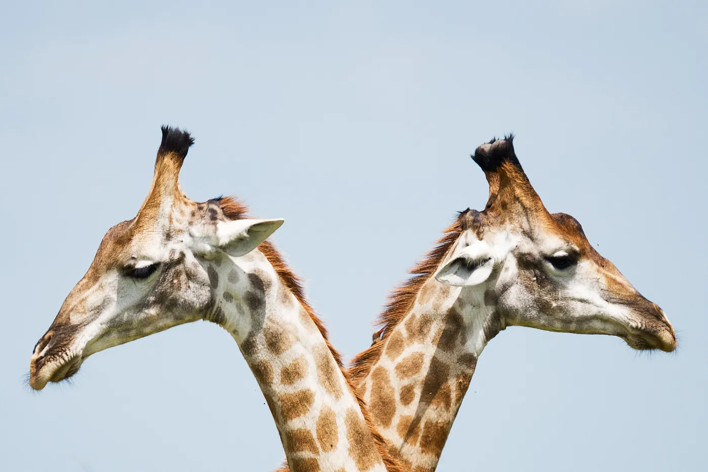 Differences between Product Marketing Management (PMMs) and Product Management (PMs)